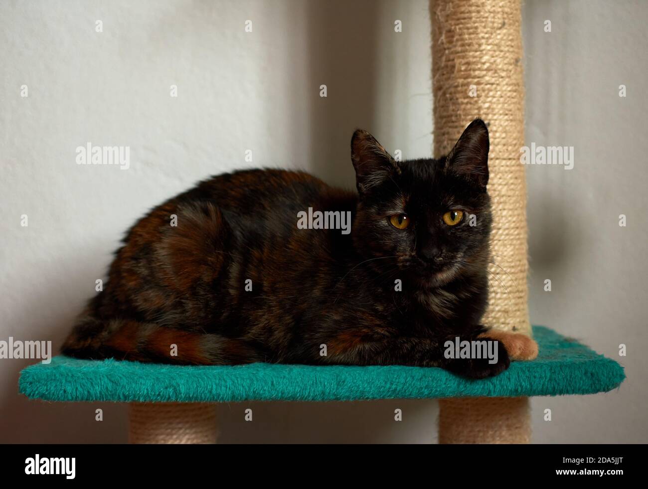 Beautiful black orange cat with orange eyes sitting on a stand Stock ...