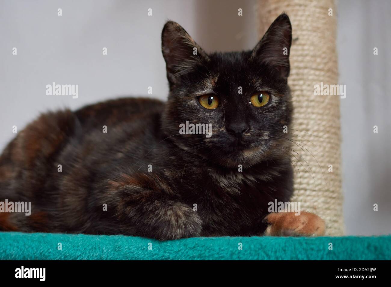 Beautiful black orange cat with orange eyes sitting on a stand Stock ...