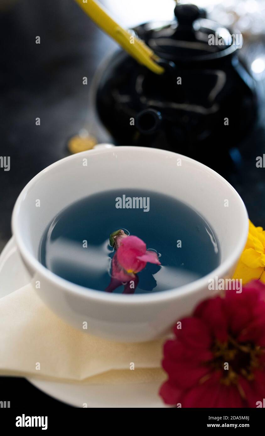 Herbal Blue tea, or butterfly pea flower tea, is a caffeine-free herbal concoction, made by seeping dried or fresh leaves of the Clitoria ternatea pla Stock Photo