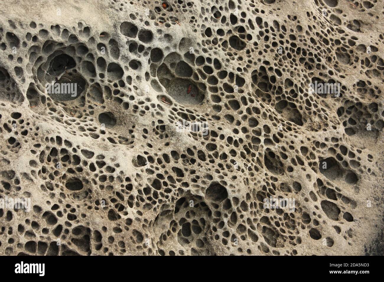 Honeycombed rock at the Malaspina Galleries on Gabriola Island, BC, Canada Stock Photo