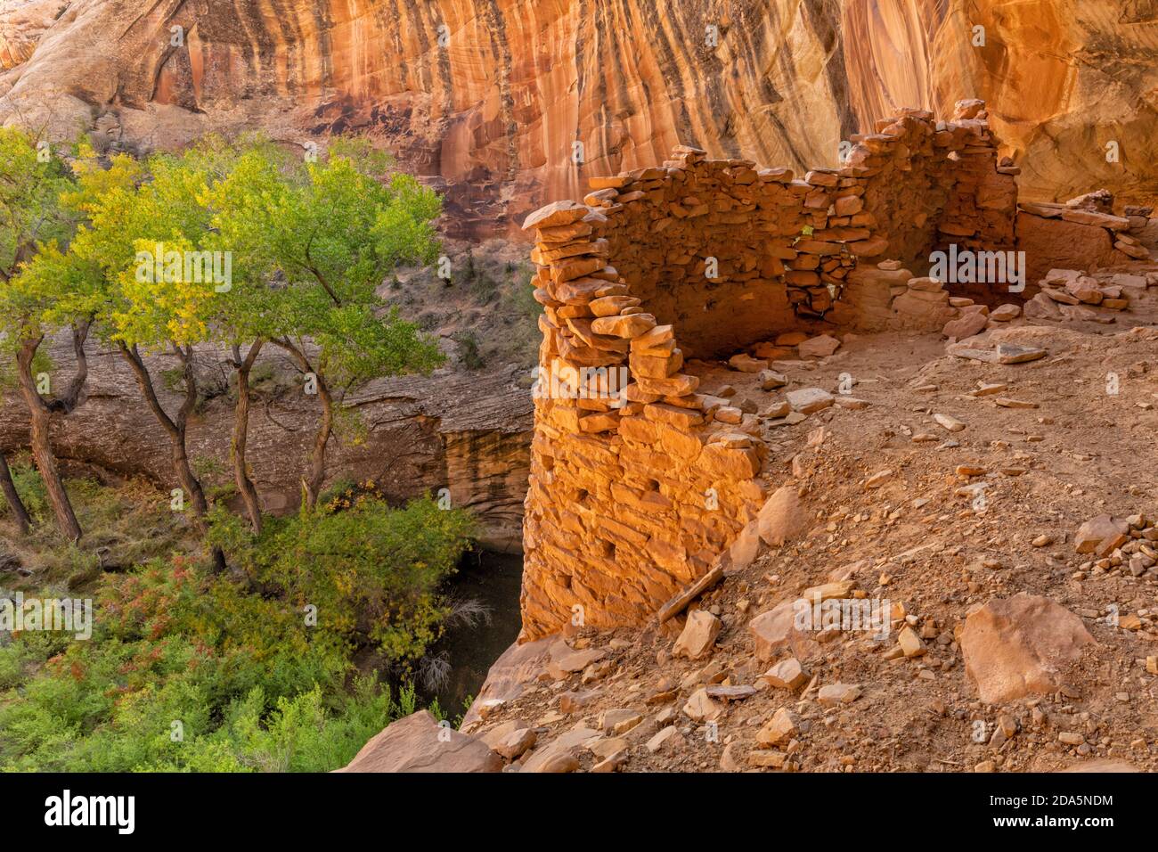 Well-preserved Monarch Cave Cliff Dwelling on Comb Ridge sits obove a water hole and Cottonwood trees in Bears Ears National Monument is Southeast Uta Stock Photo