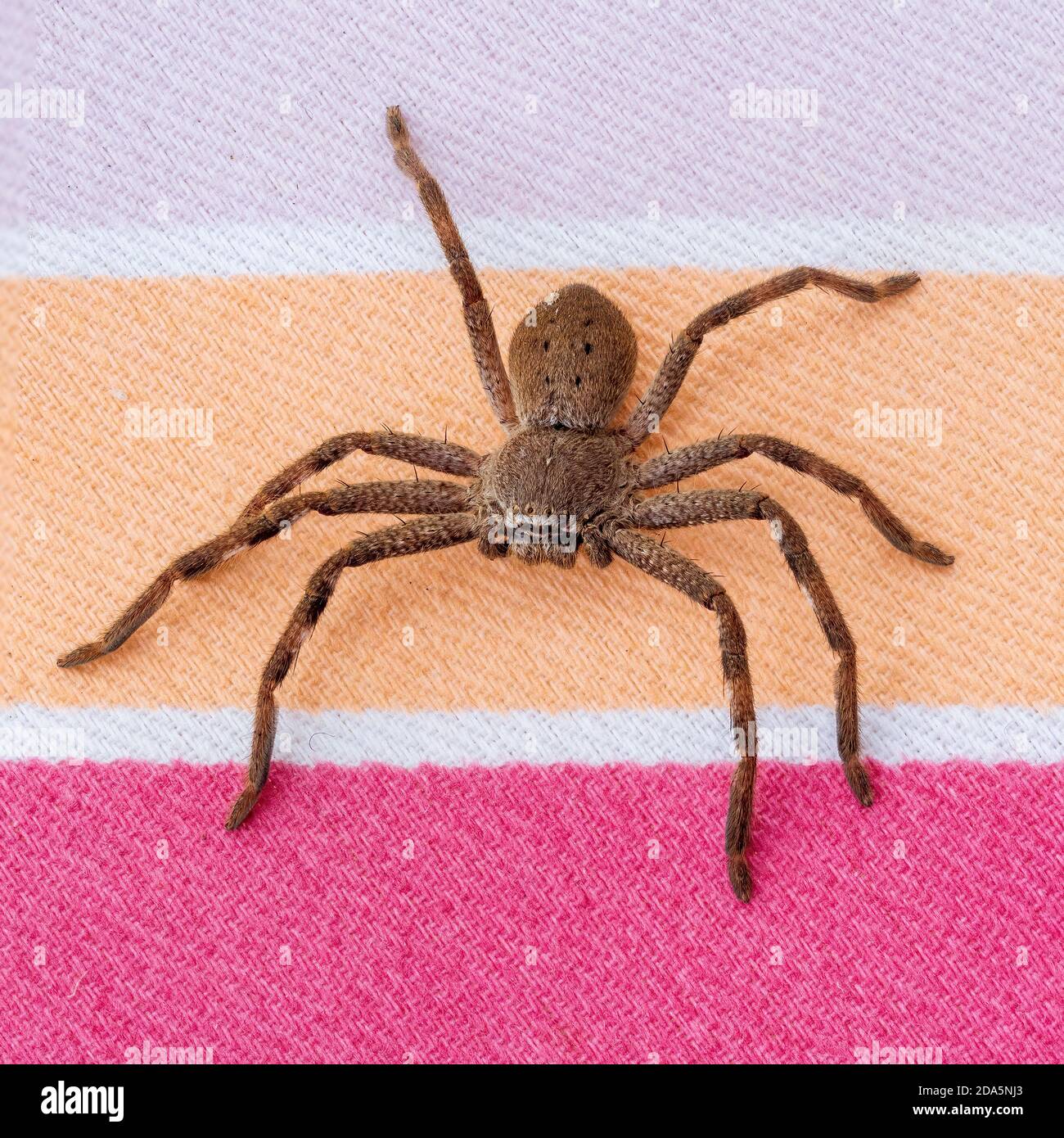 A large brown arachnid commonly known as a Huntsman Spider with a scientific name of Holconia montana. Stock Photo