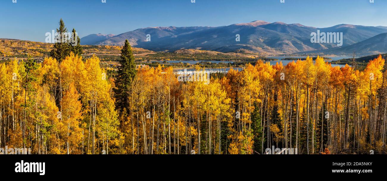 A line of tall amber and golden quaking aspen trees off Frisco Bay and the Dillon Reservoir in Frisco, Colorado. Stock Photo