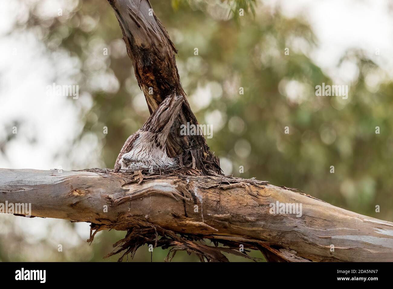 A big-headed stocky Australian native bird known as a Tawny Frogmouth (Podargus strigoides) seated on a nest made of of twigs. Stock Photo