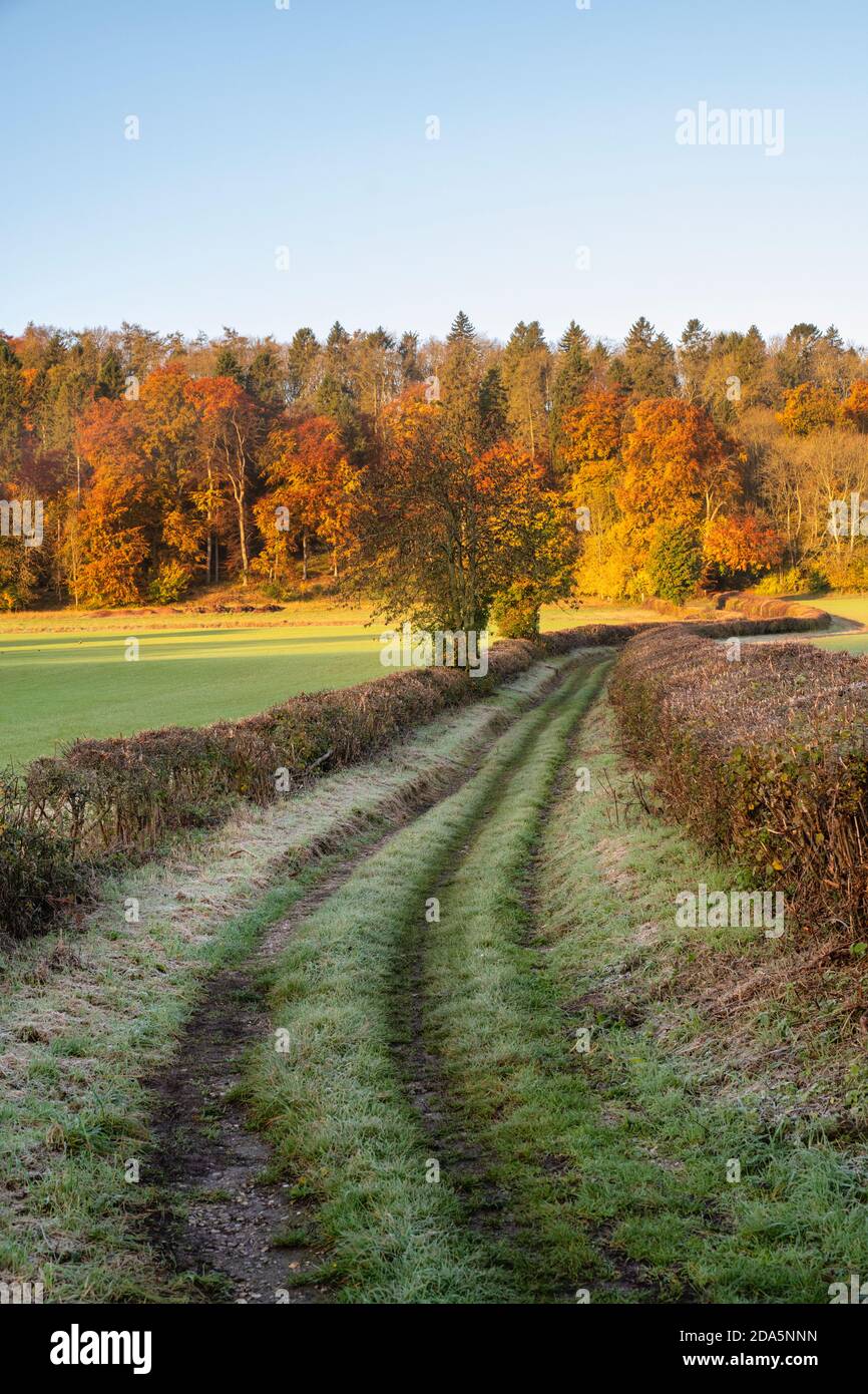 English Woodland Lane Hi res Stock Photography And Images Alamy english-woodland-lane-hi-res-stock-photography-and-images-alamy