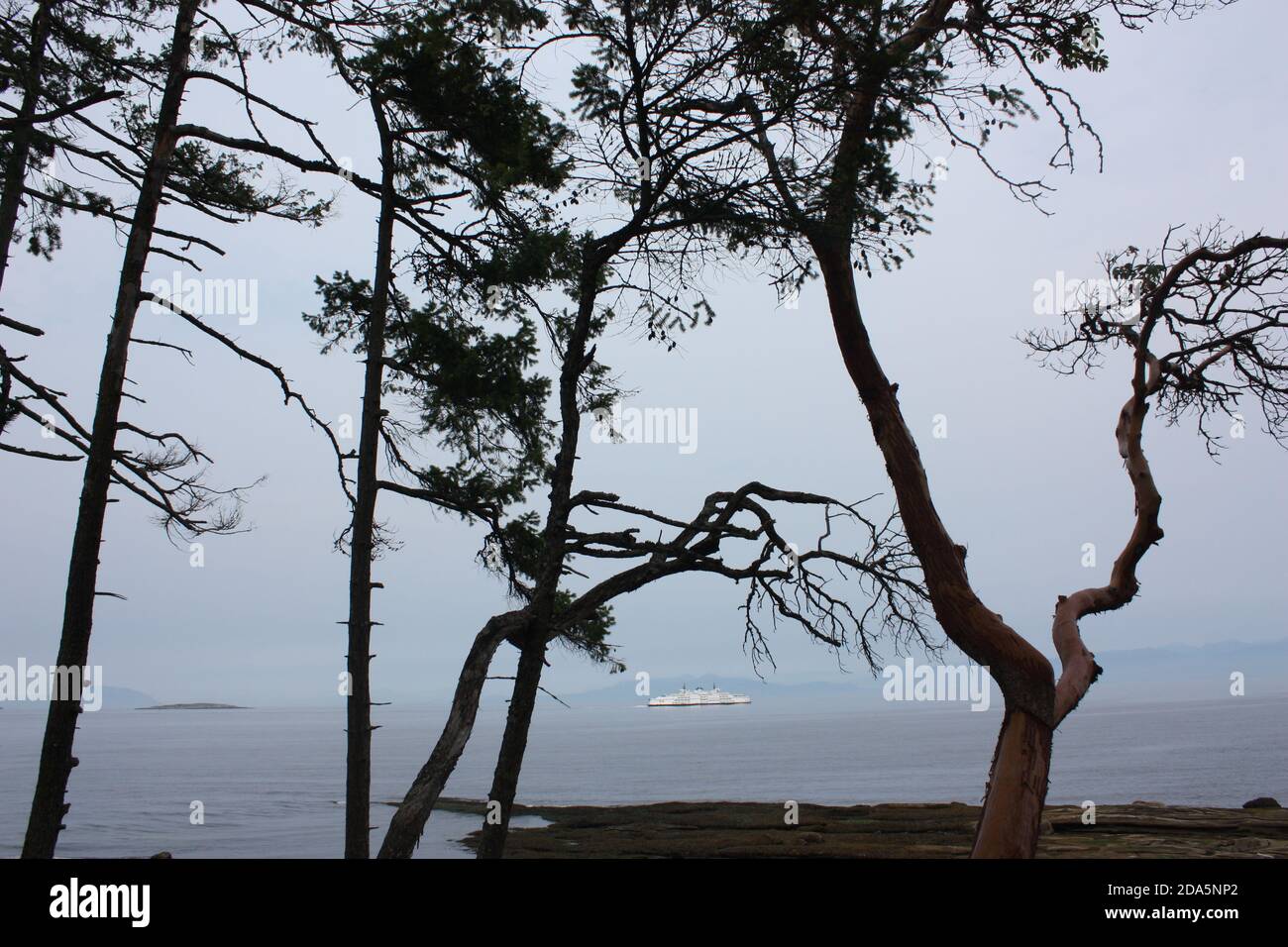 Tree silhouettes with a distant ferry seen from near the Malaspina Galleries on Gabriola Island, British Columbia, Canada Stock Photo