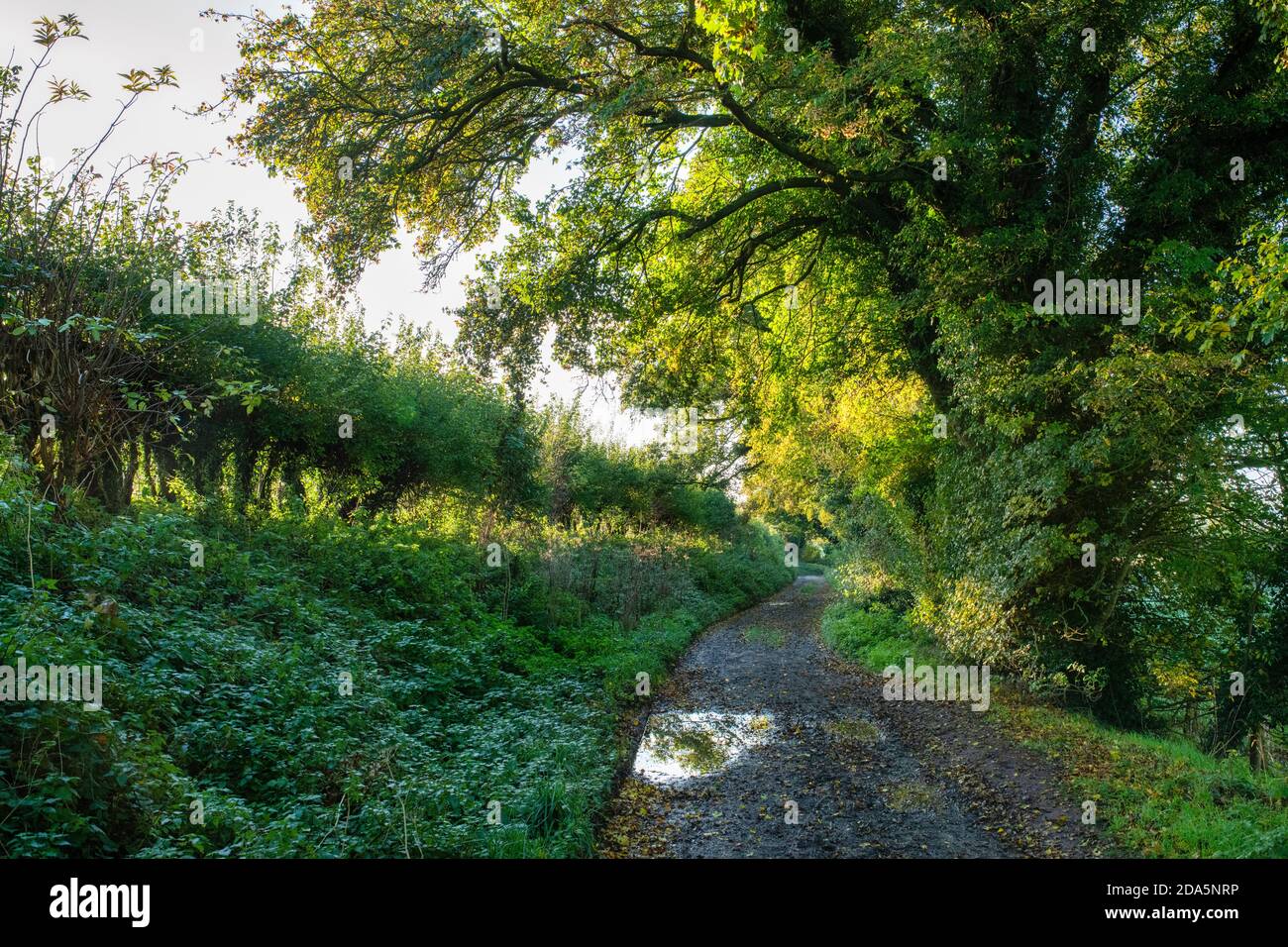 Country lane in the buckinghamshire countryside near hambleden in autumn. Hambleden, Buckinghamshire, England Stock Photo