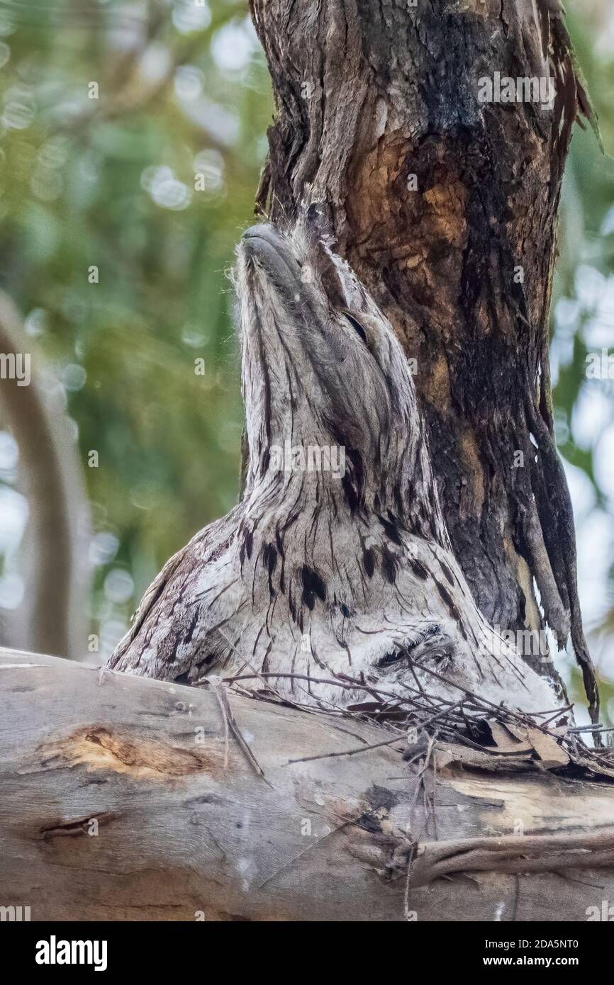 A big-headed stocky Australian native bird known as a Tawny Frogmouth (Podargus strigoides) seated on a nest made of of twigs. Stock Photo