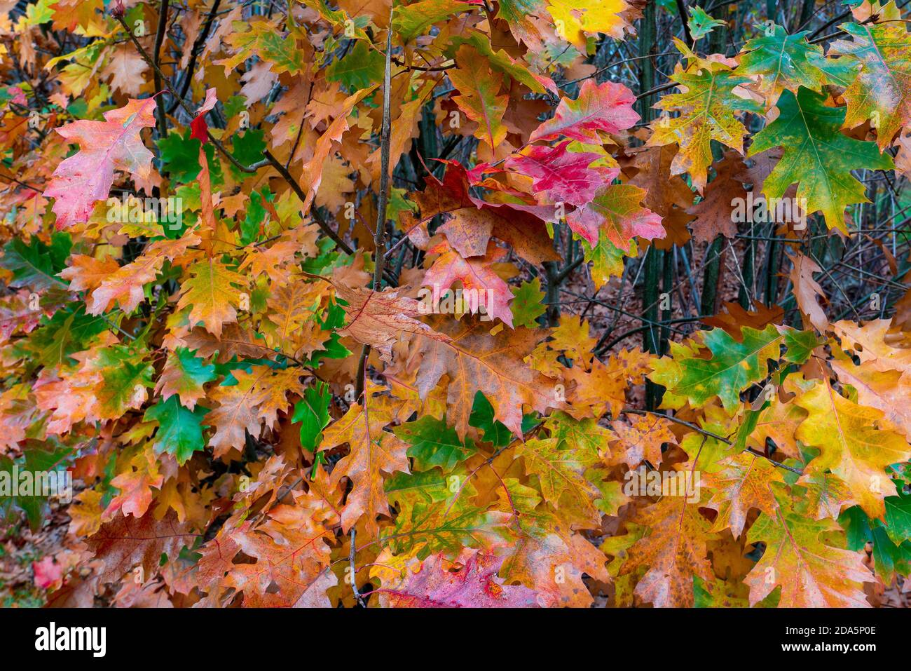 Closeup shot of colorful autumn leaves Stock Photo - Alamy
