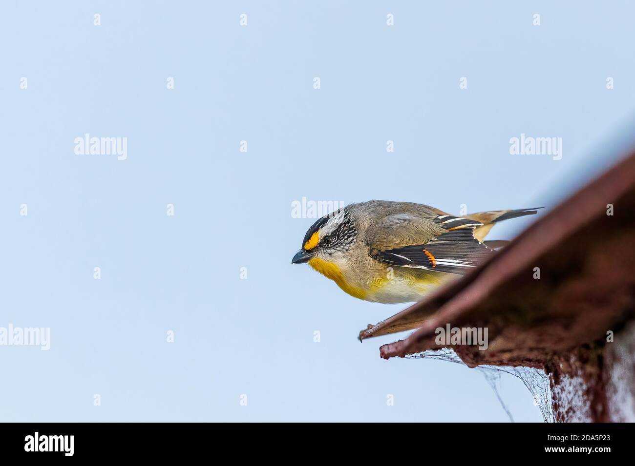 A very small, short-tailed bird known as a Striated Pardalote (Pardalotus striatus). Stock Photo