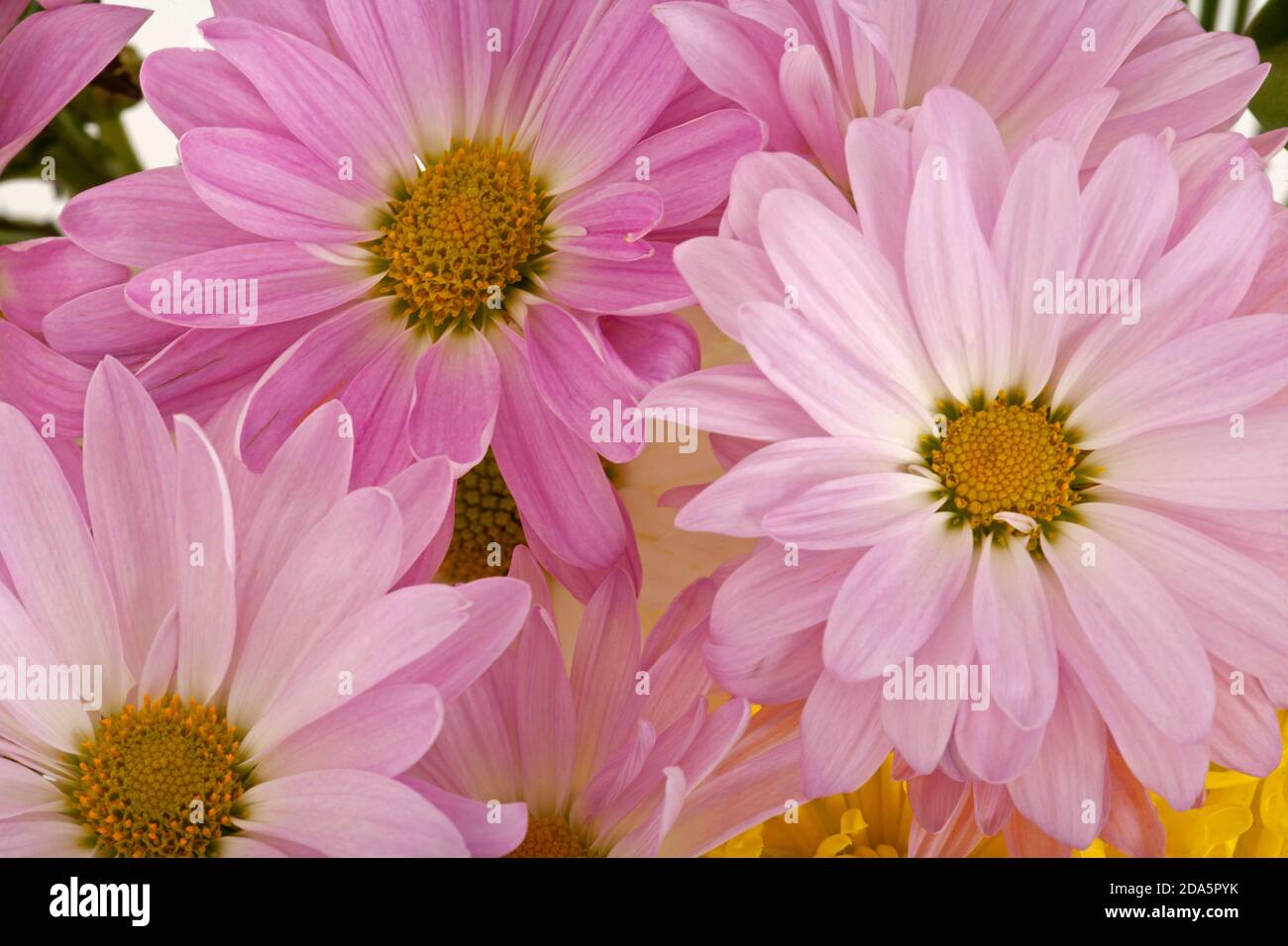 A background of beautiful lavender Chrysanthemum flowers blooming in the spring Stock Photo