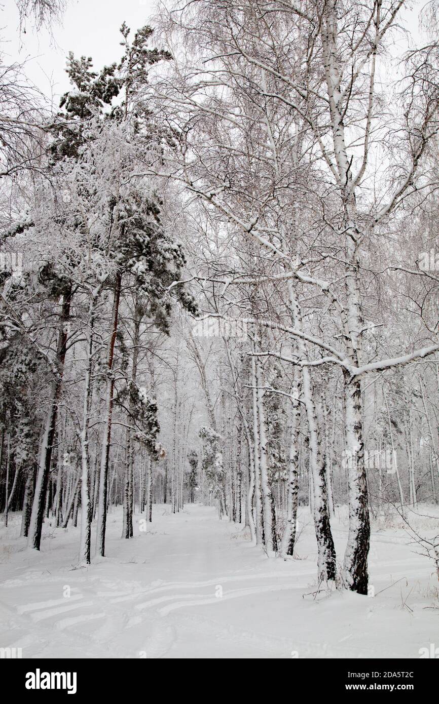 road in the winter snowy forest woods Stock Photo - Alamy