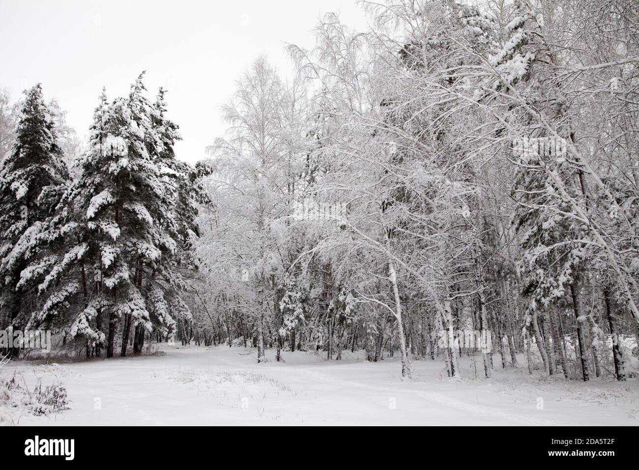 road in the winter snowy forest woods Stock Photo - Alamy