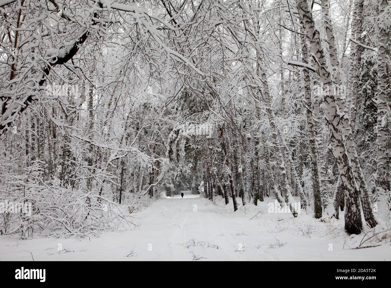 road in the winter snowy forest woods Stock Photo - Alamy