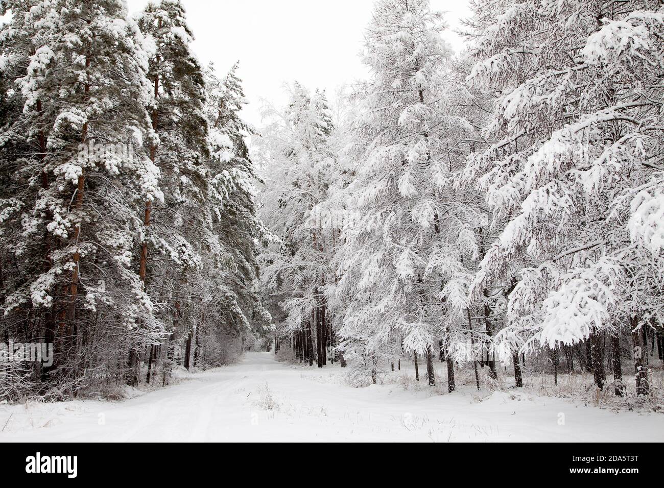 road in the winter snowy forest woods Stock Photo - Alamy