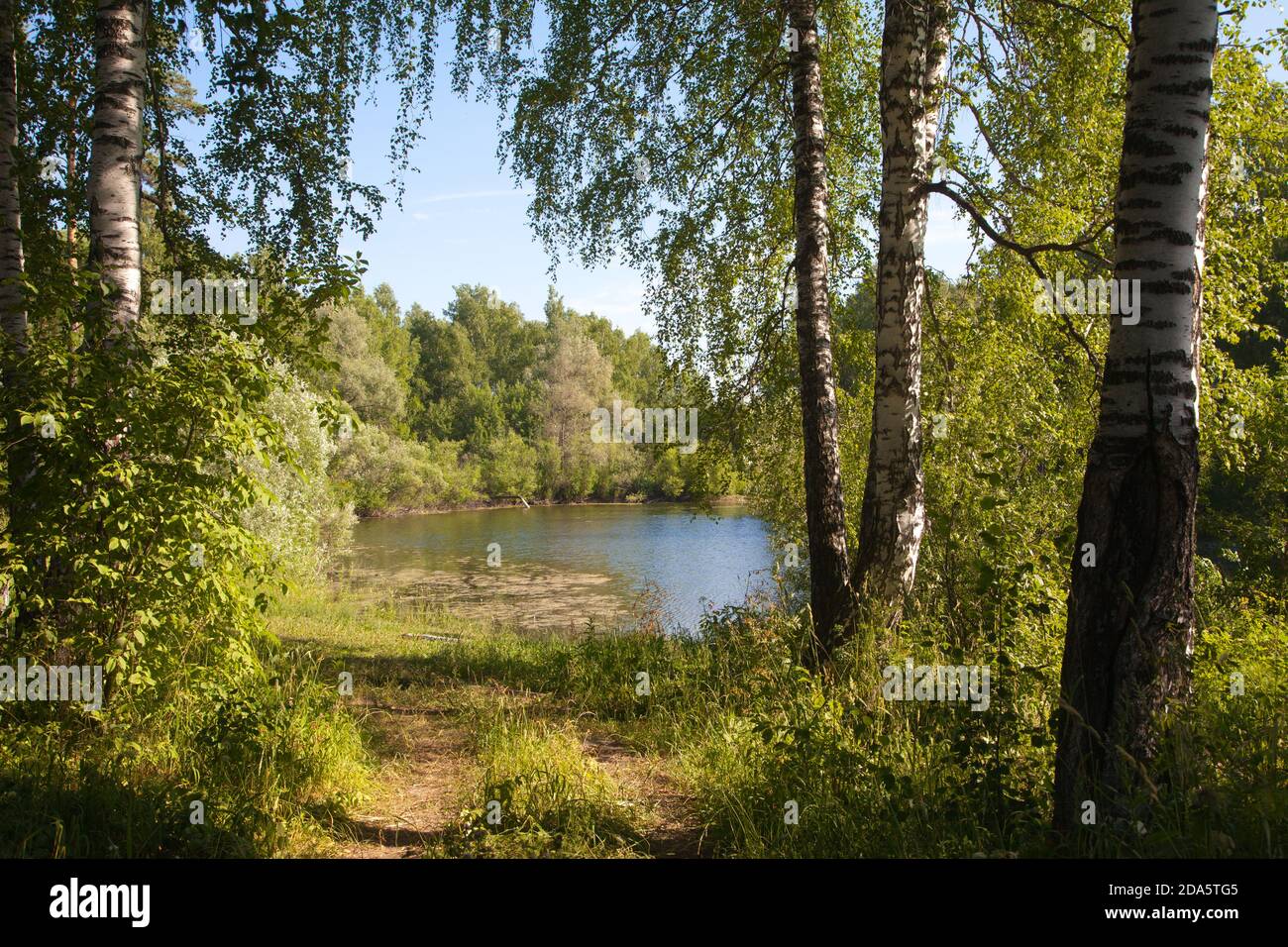 Russia siberia birch birch tree hi-res stock photography and images - Alamy