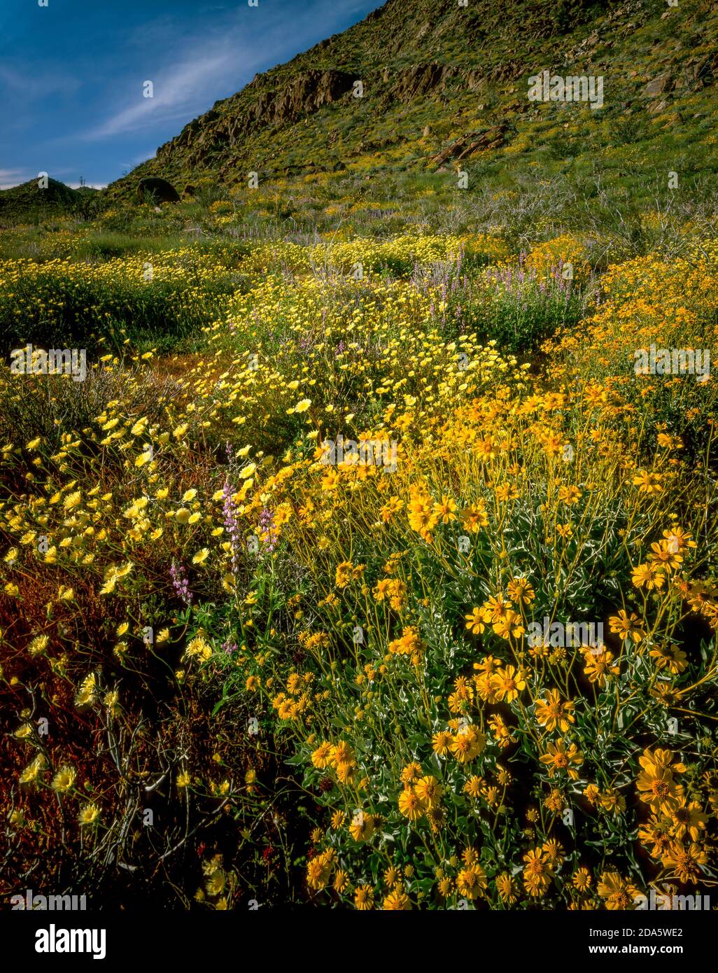 Coreopsis, Monolopia, Wildflowers, Joshua Tree National Park, California Stock Photo