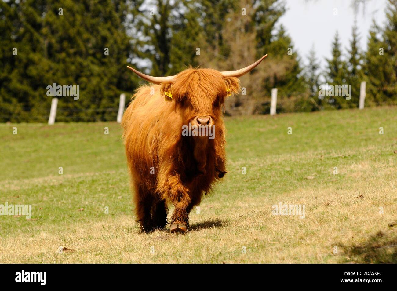 scottish highland cattle grazing on a pasture in the summer Stock Photo ...