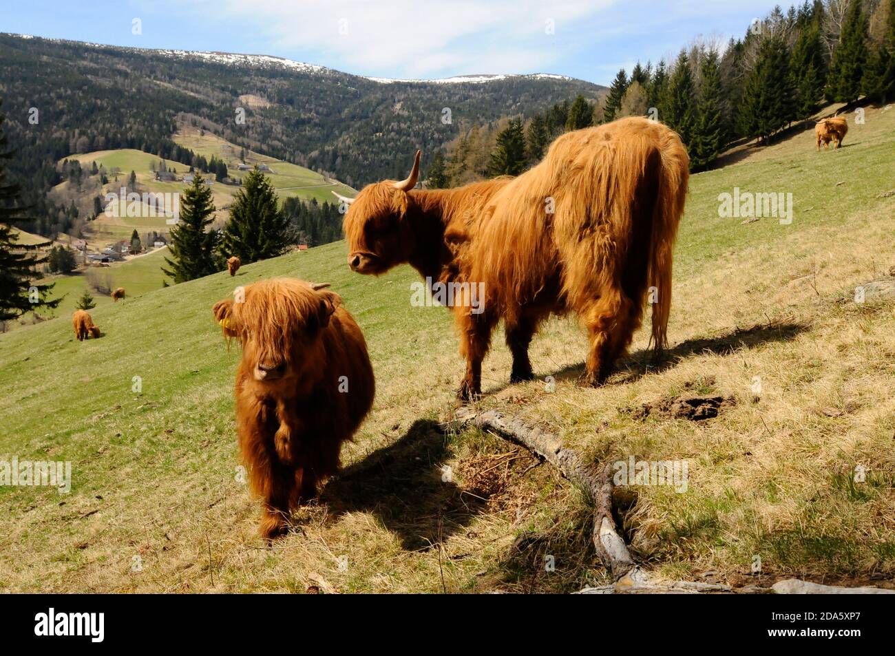 scottish highland cattle young animals grazing on a pasture in the ...
