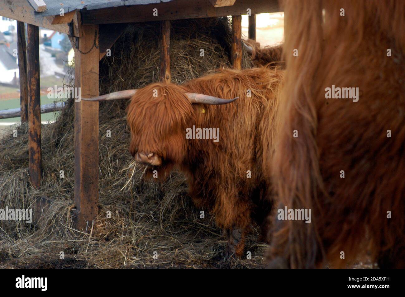 feeding the scottish highland cattle on a pasture in the summer Stock ...