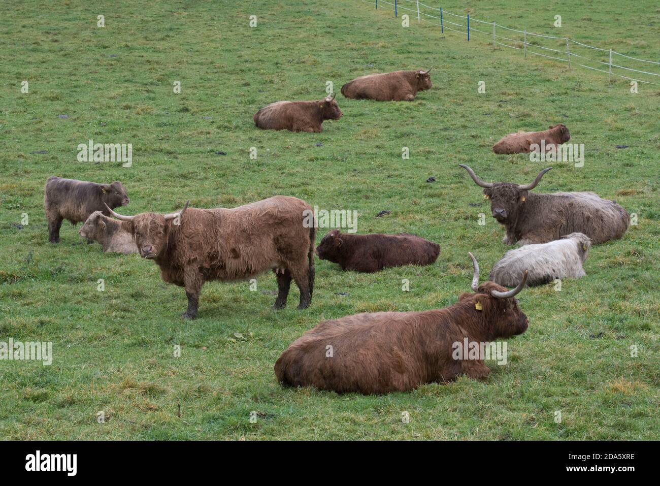 scottish highland cattle grazing on a pasture in the summer Stock Photo ...