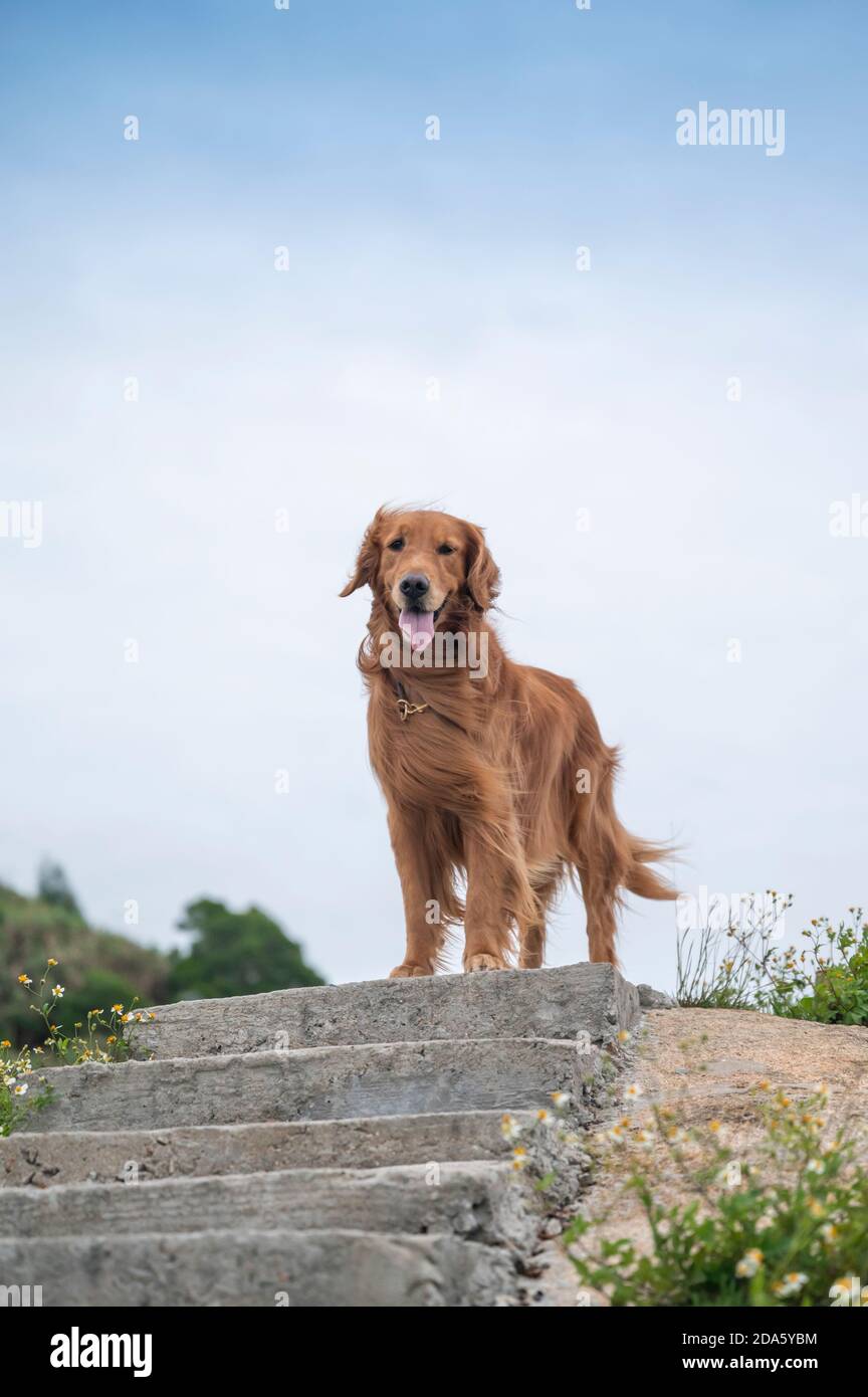Golden retriever standing on the stairs Stock Photo Alamy