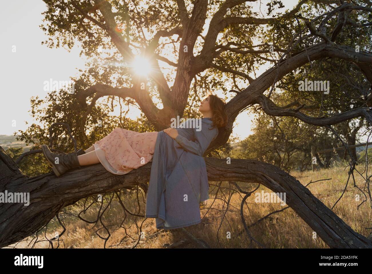 Young woman in blue dress relaxing laying in an Oak tree looking toward the glowing sun Stock Photo