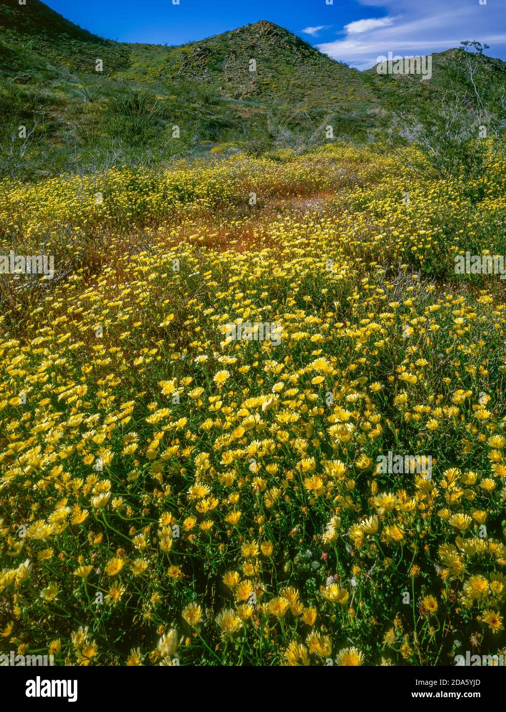 Desert Marigold, Baileya multiradiata, Cottonwood Canyon, Joshua Tree National Park, California Stock Photo
