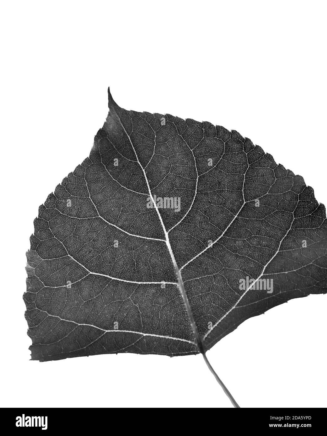 Leaf of Cottonwood in black and white cut out on white background Stock Photo