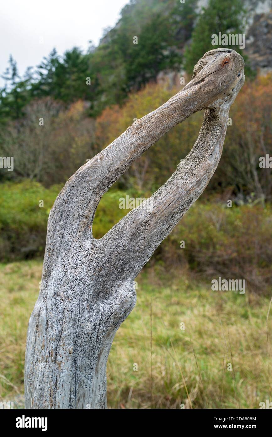 A twisted piece of driftwood that resembles arms with clapsed hands