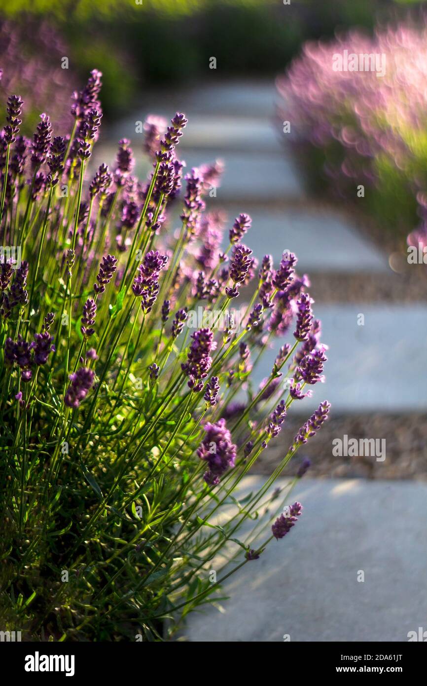 Blue lavender plants hanging over concrete slabs footpath in summer evening light Stock Photo