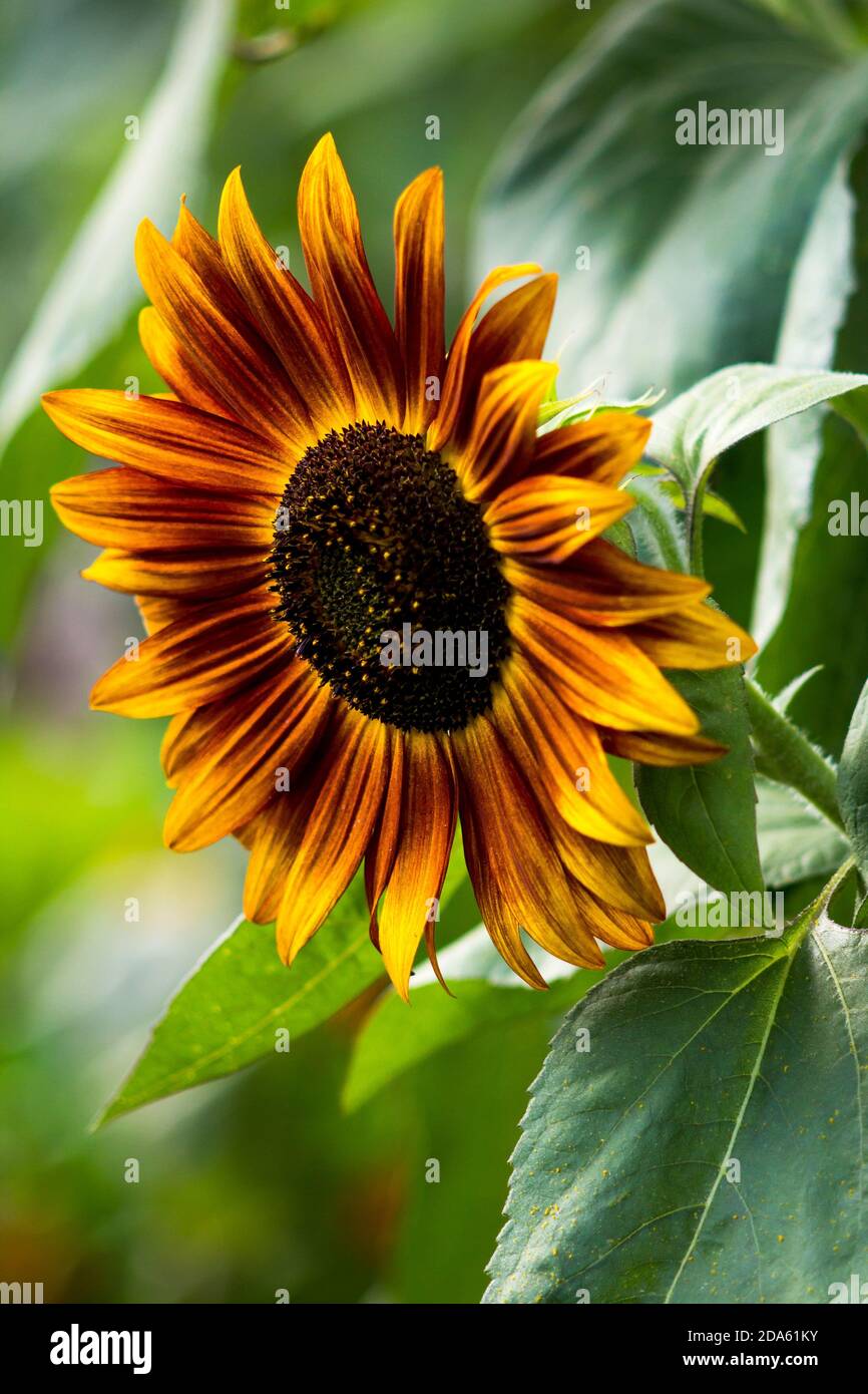 Profile of sunflower hires stock photography and images Alamy