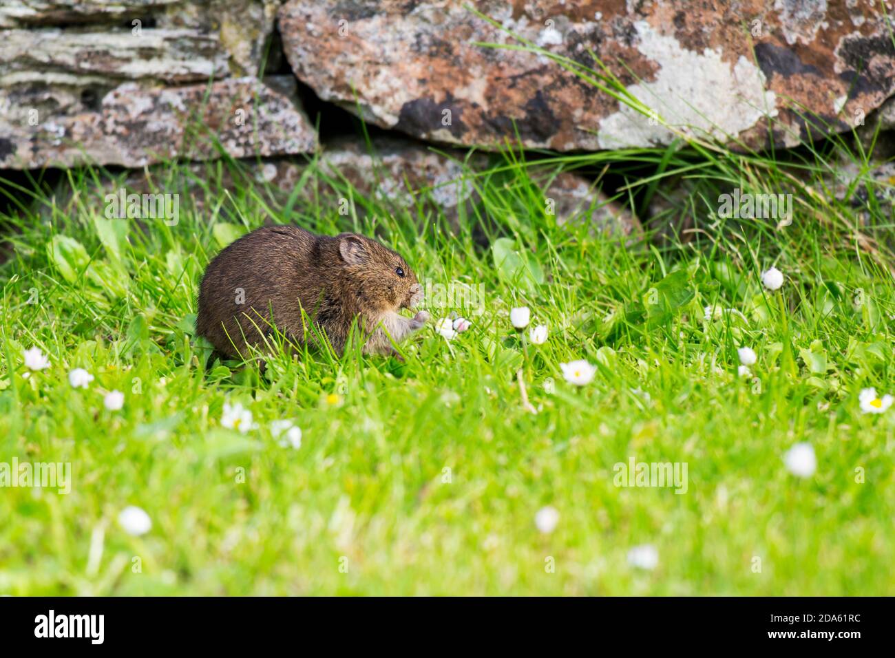 Protected grassland area on the Orkney Islands