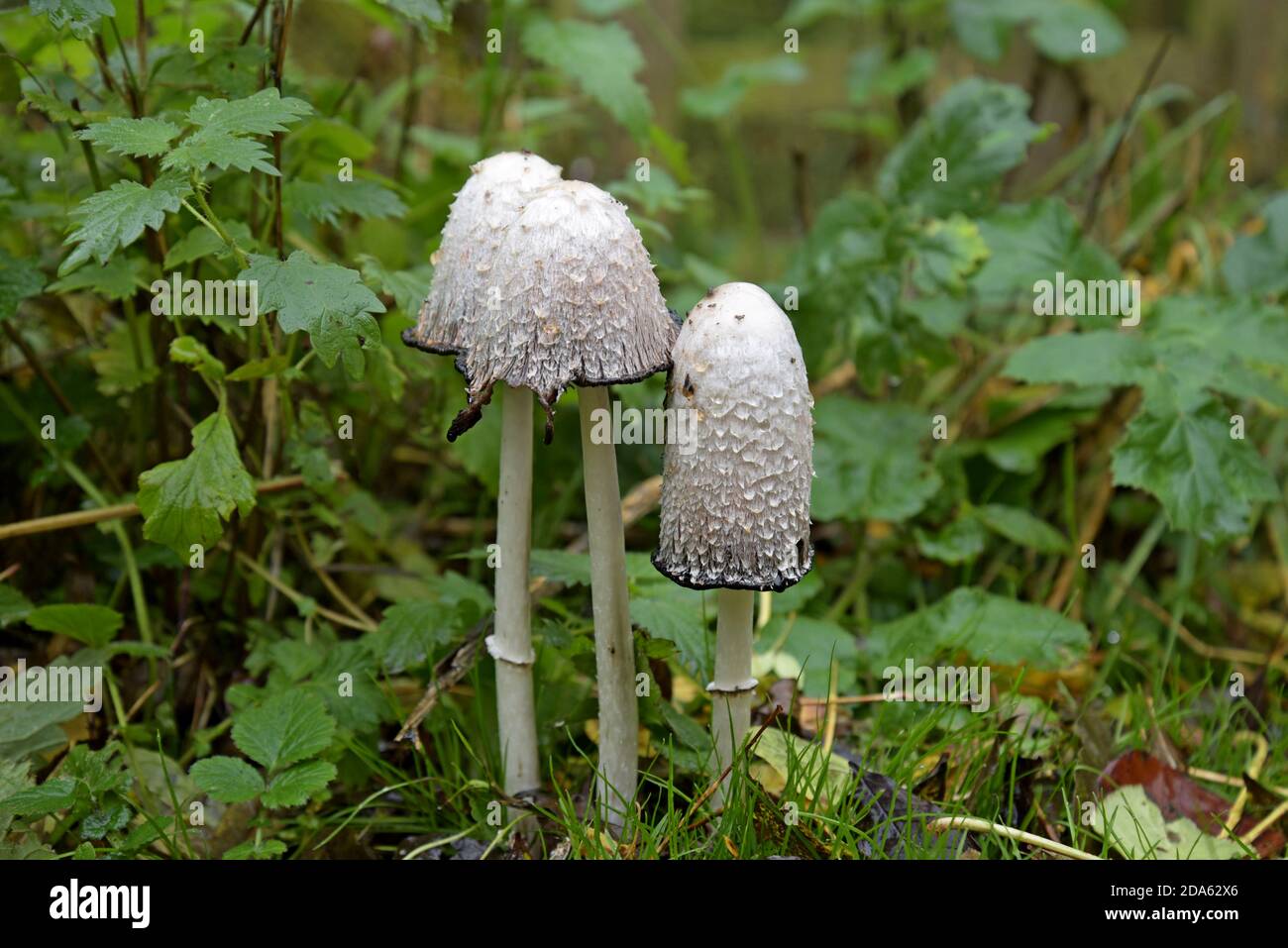 Shaggy Inkcap fingi (Coprinus comatus) in a Shropshire woodland Stock Photo
