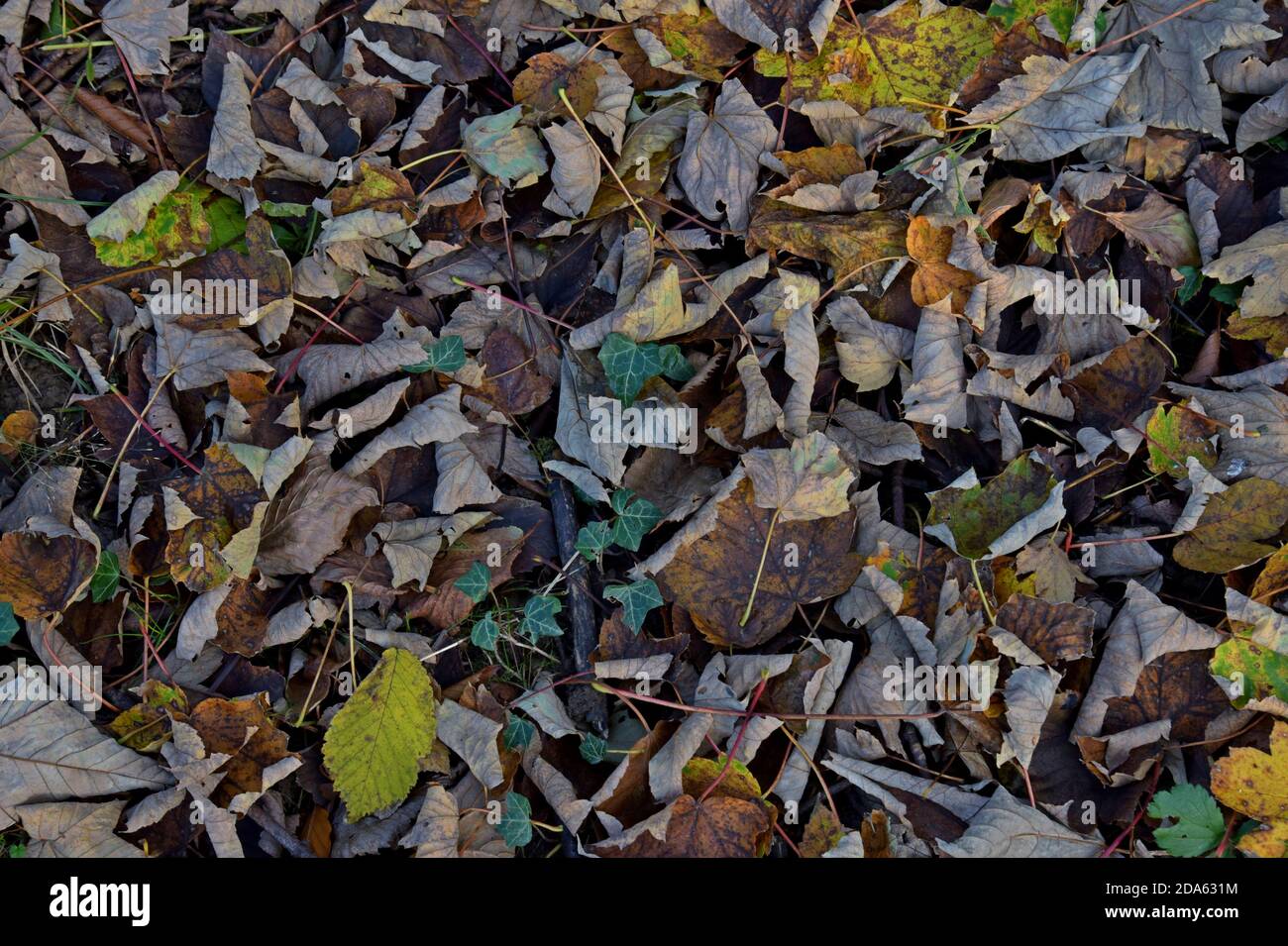 A carpet of autumn leaves in a Shropshire woodland Stock Photo