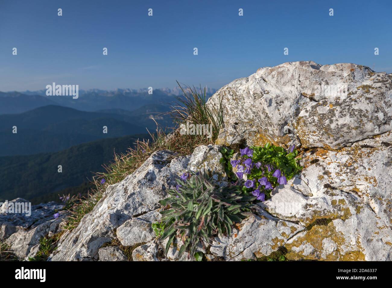 geography / travel, Germany, Bavaria, Lenggries, Bluehende little one bell flower at rock in Bavarian , Additional-Rights-Clearance-Info-Not-Available Stock Photo