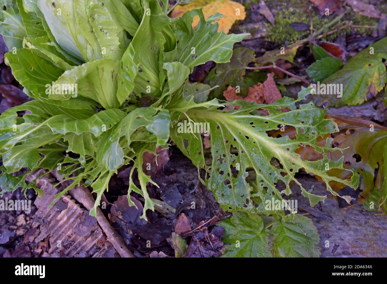 A cabbage that has been eaten by snails and slugs hires stock