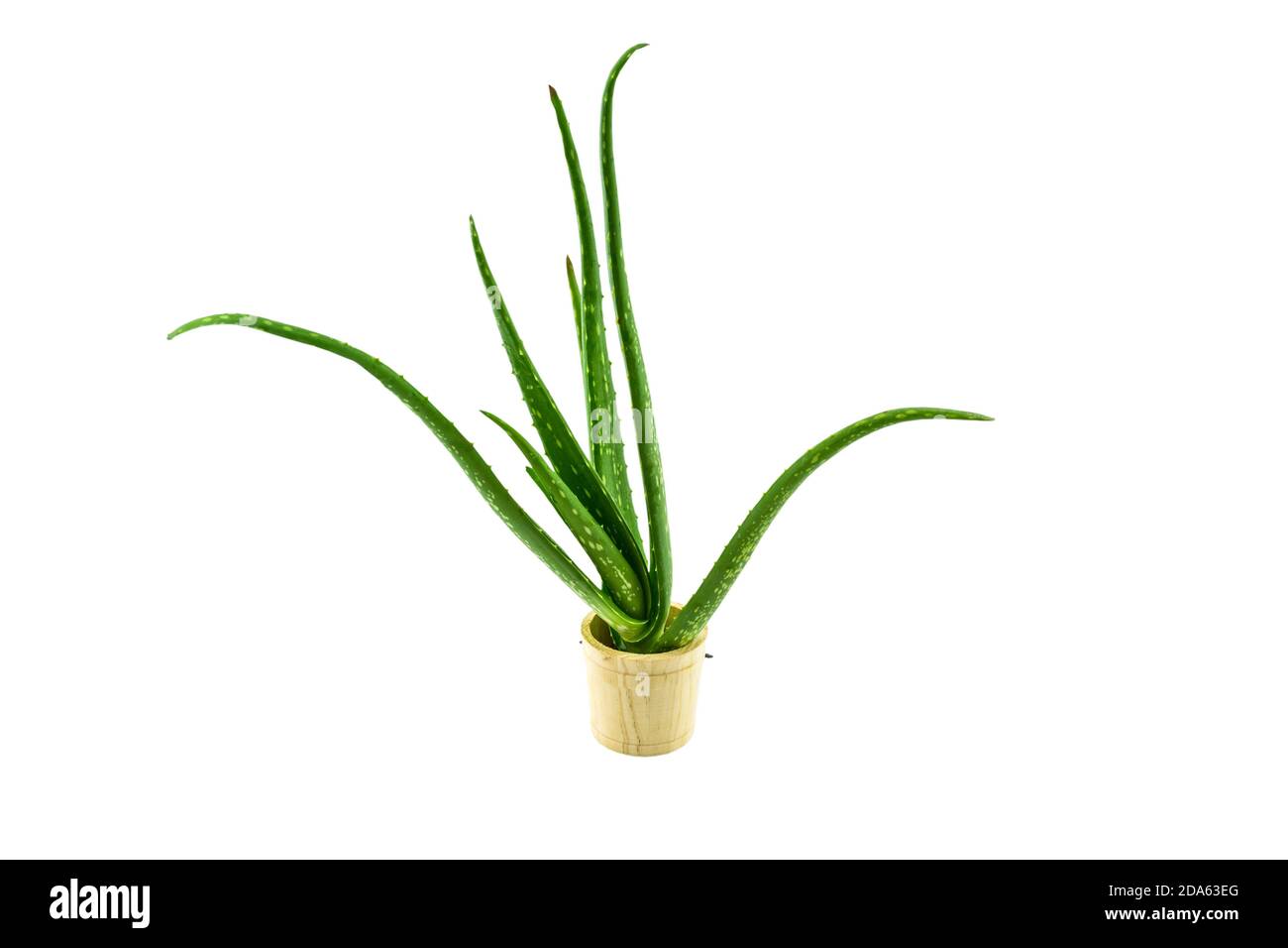 Aloe vera plant isolated in wooden vase on white background.Saved with clipping path Stock Photo