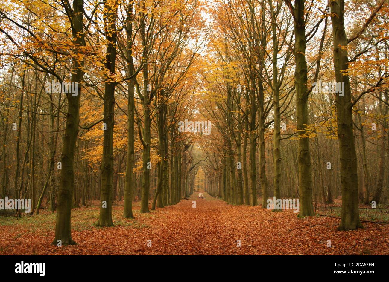 autumn lane lined with beech trees with two tiny figures in the distance, Leyduin, Netherlands Stock Photo