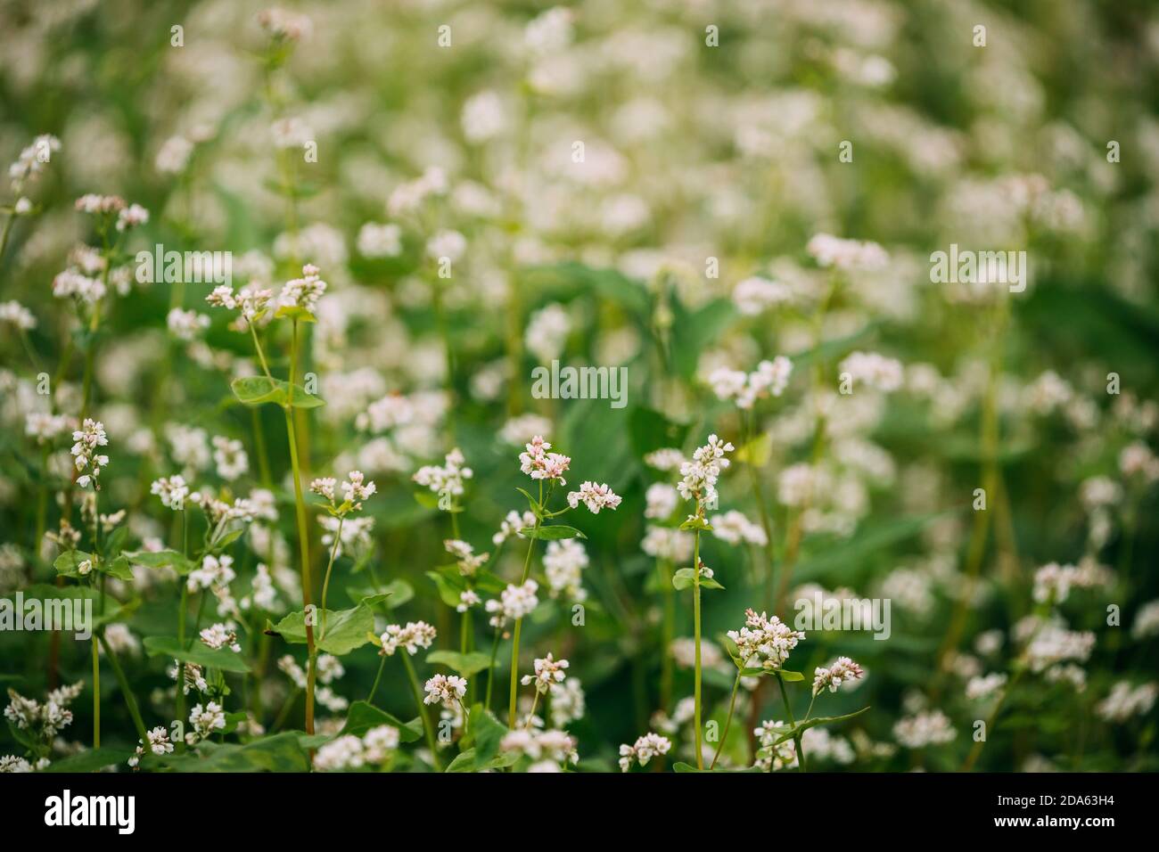 Young Fagopyrum Flowering plant in Summer Day. Close up. Green manure From Family Polygonaceae Stock Photo