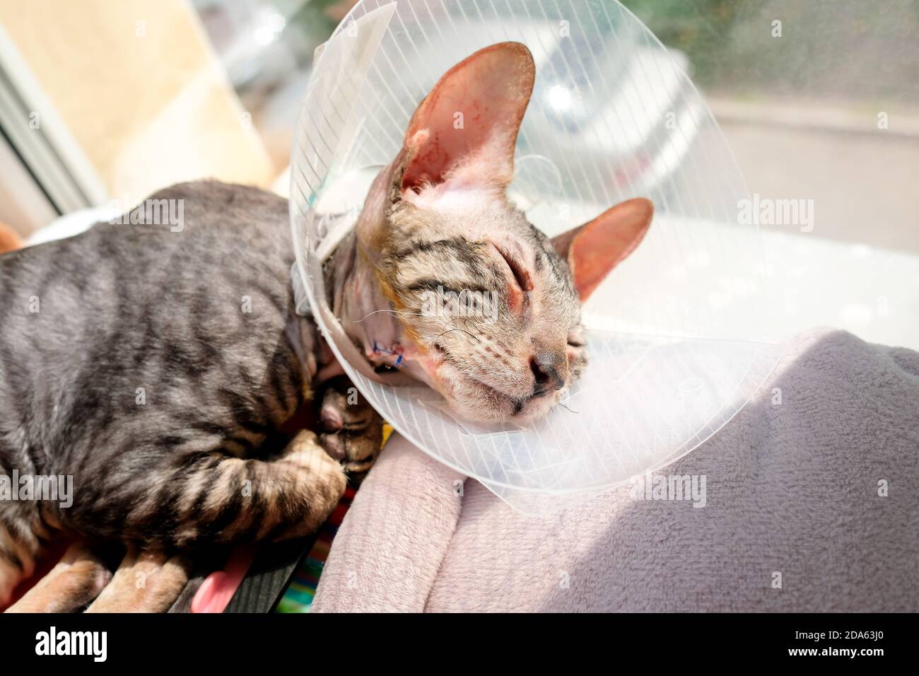 A cat after surgery to remove a polyp in the ear. The seam is visible