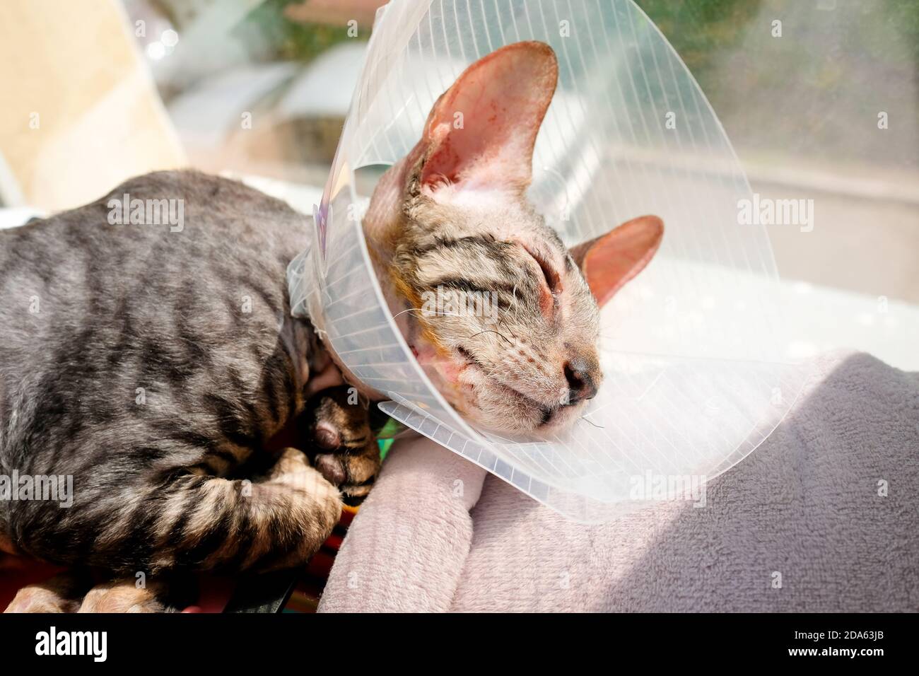 A kitten in a protective collar after surgery to remove a polyp. Cornish Rex sick, sleeping. Stock Photo