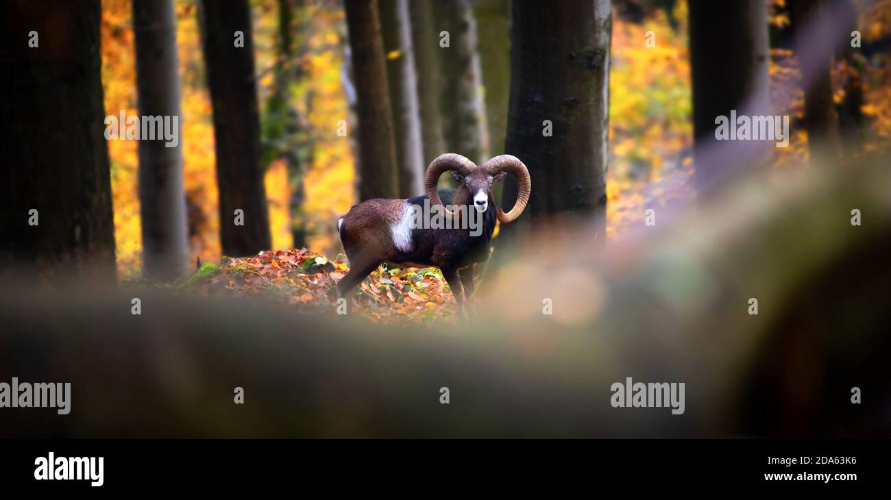 Mouflon male with herd in autumn forest, the best photo. Stock Photo
