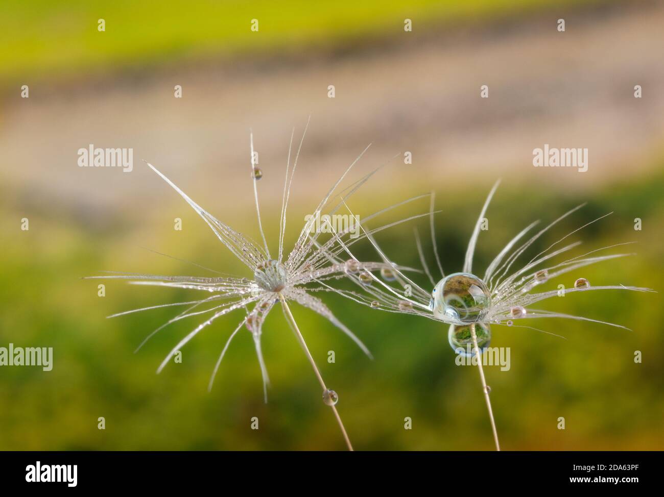 Nature in detail, dandelion flower seed close up with dewdrops on a landscape background with copy space Stock Photo