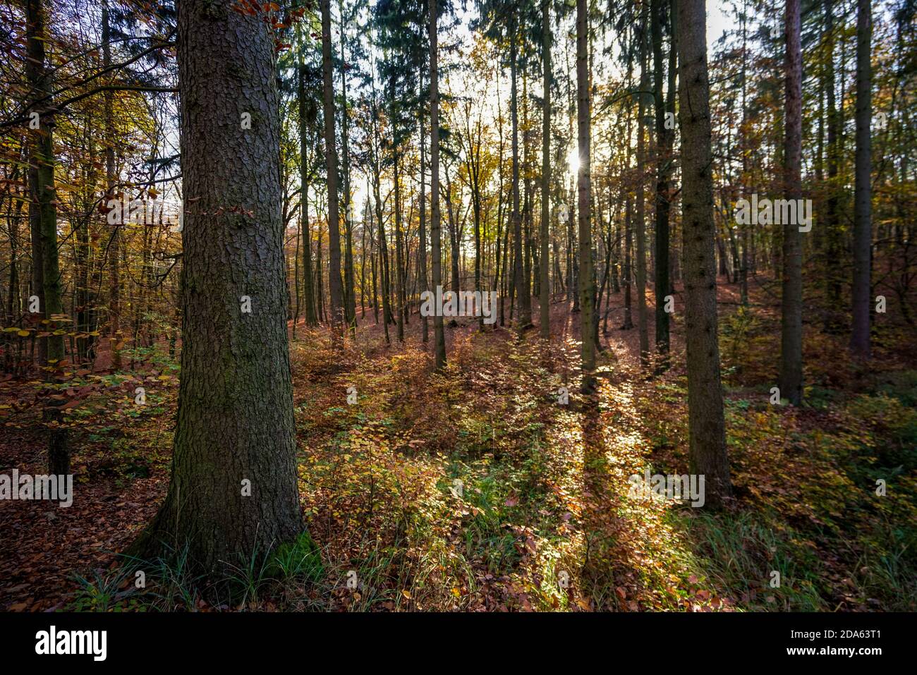 Sunlight on leaves trees hi-res stock photography and images - Alamy