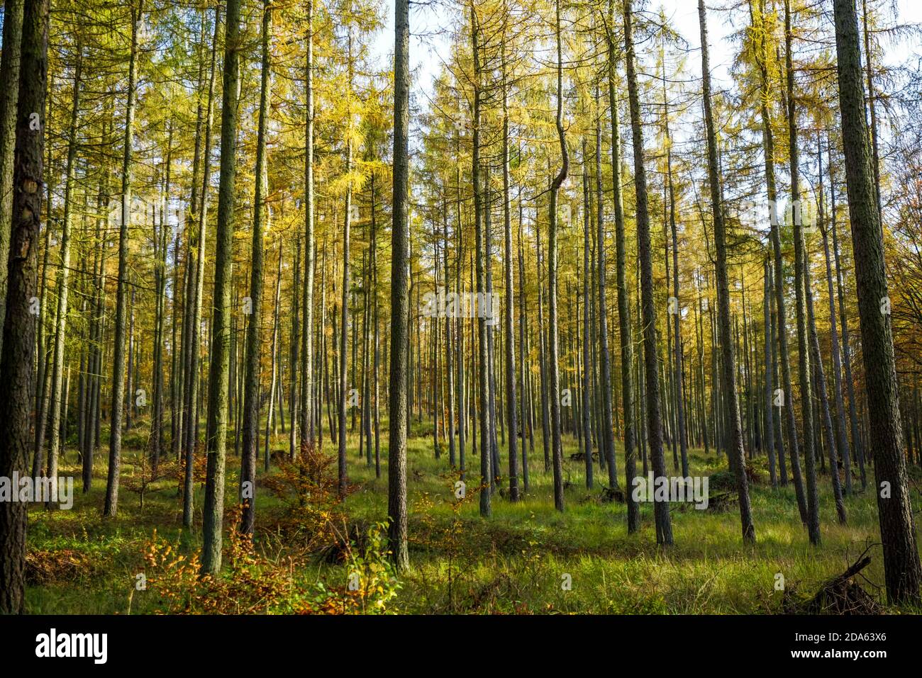 Trees in autumn at sunlight Stock Photo - Alamy