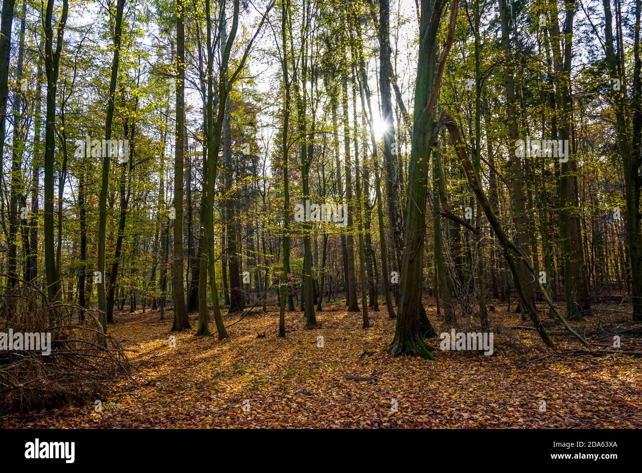 Trees in autumn at sunlight Stock Photo - Alamy