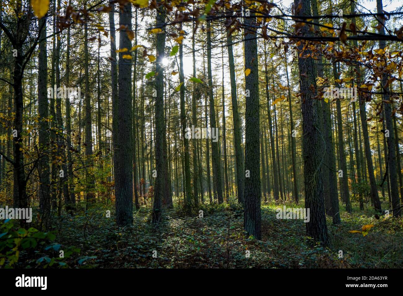 Trees in autumn at sunlight Stock Photo - Alamy