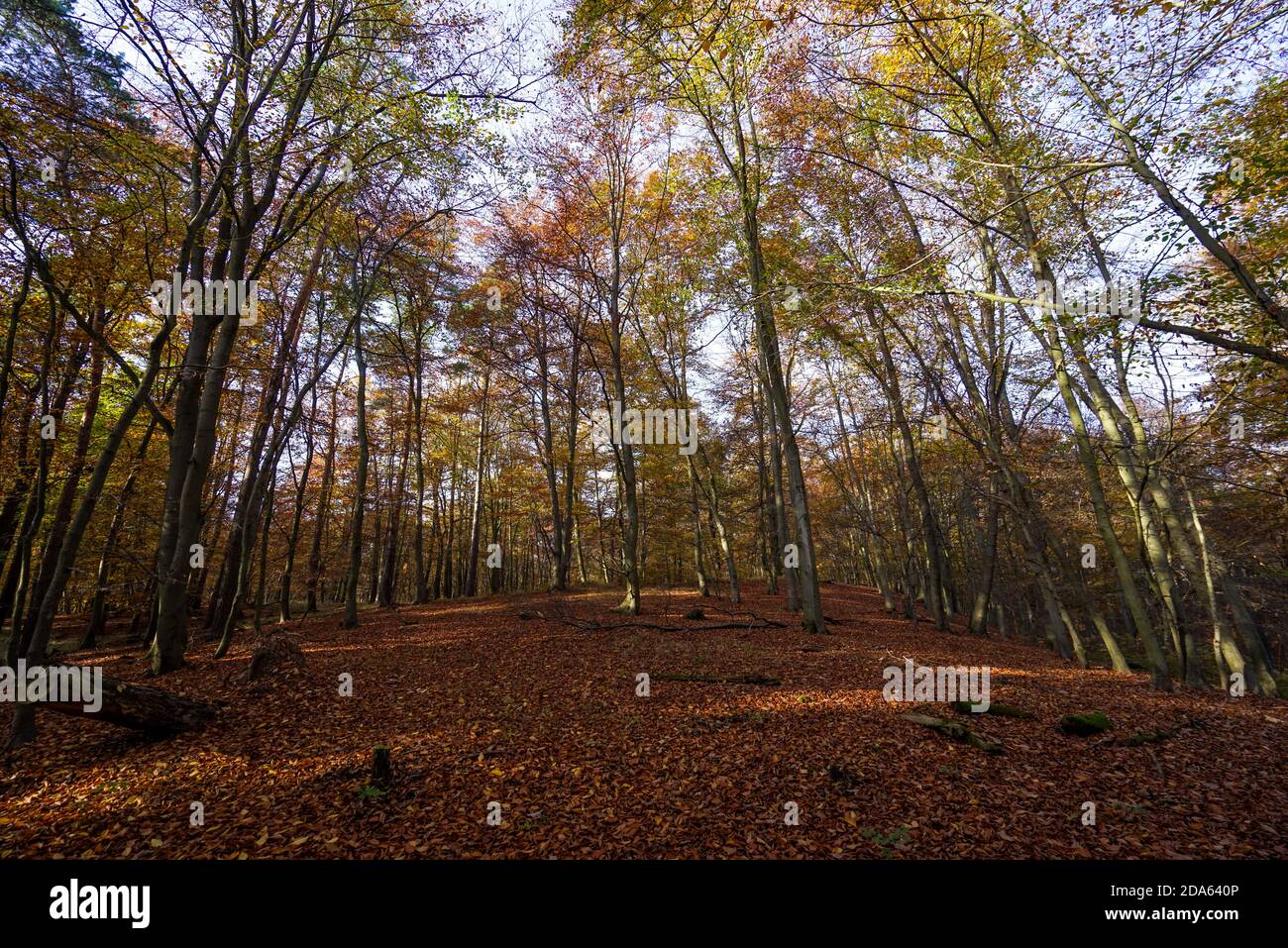 Sunlight nature trees hi-res stock photography and images - Alamy