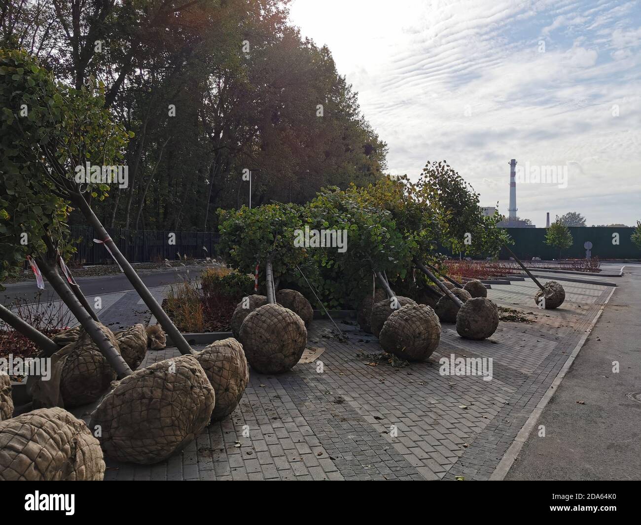 Hartshorn plant hires stock photography and images Alamy